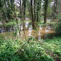 Rose Hill Woods
