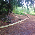 Rose Hill Woods