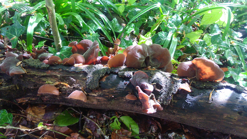 2018-04RoseHillFungiWeb.jpg